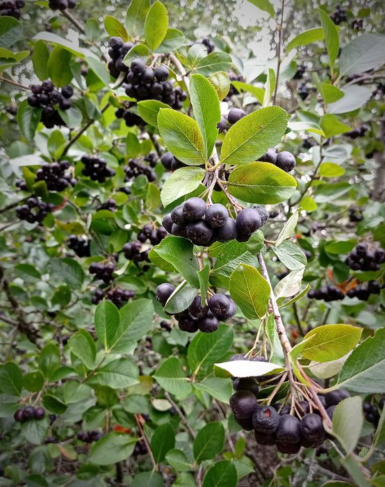 Глід, червона горобина, терен, шипшина, аронія, сушені і свіжі ягоди.