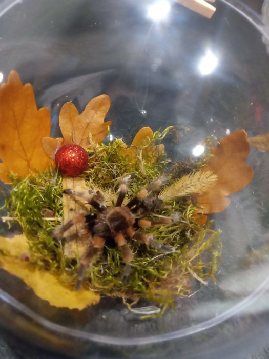 Bombka martwa natura pająk ptasznik brachypelma