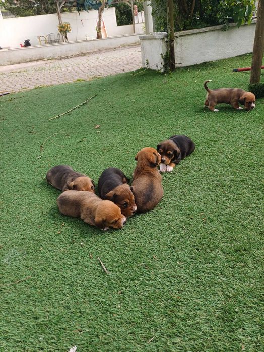 Cachorros para Adoção Responsável