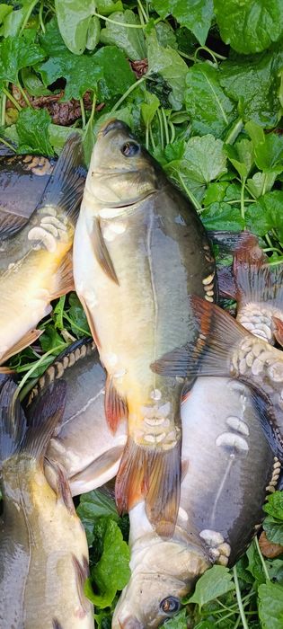 Karp królewski kroczek. Aktualne