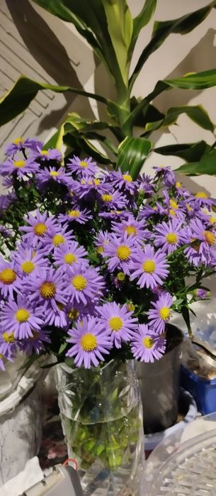 Marcinki niskie 10 szt