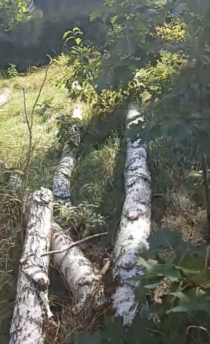 Дрова, береза 1000 грн