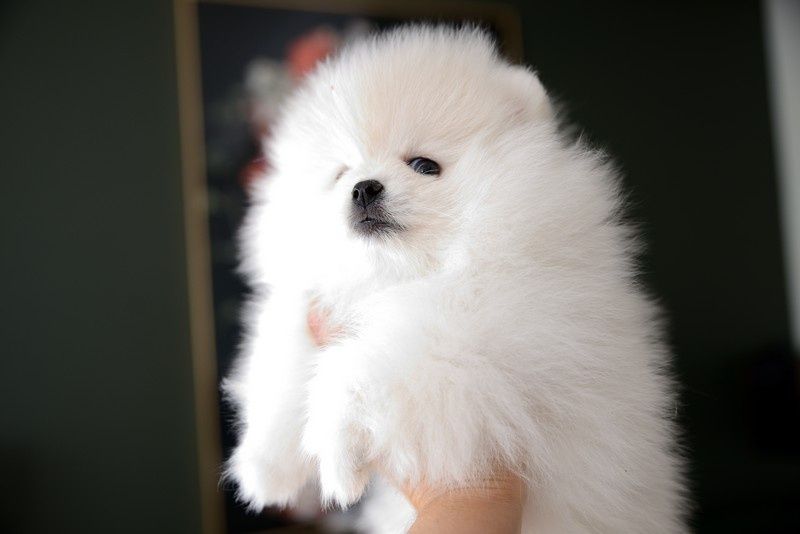 Pomeranian chłopak jasny krem Carlos