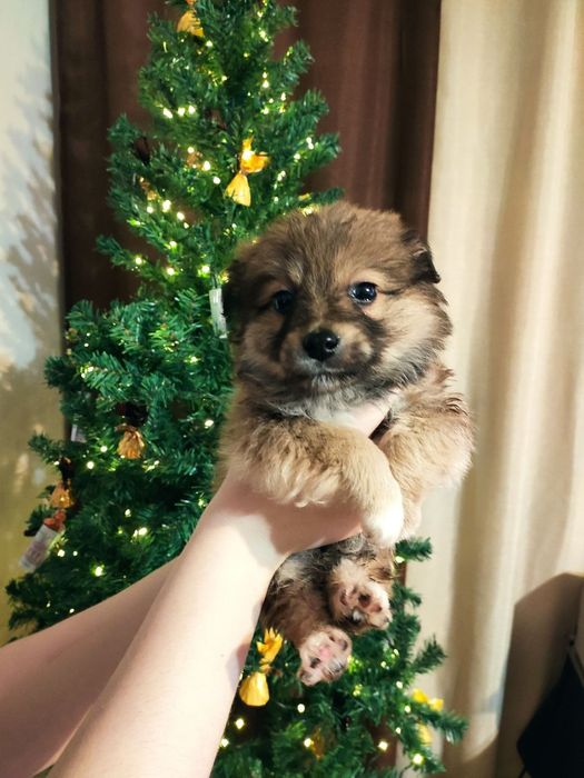 Песик манюня шукає родину!