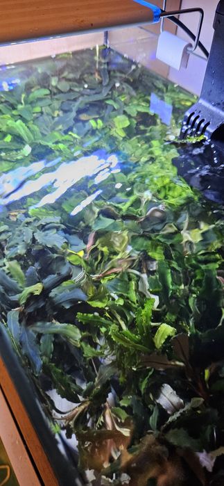 Bucephalandra roślina