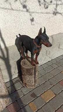 вязка цвергпiнчера