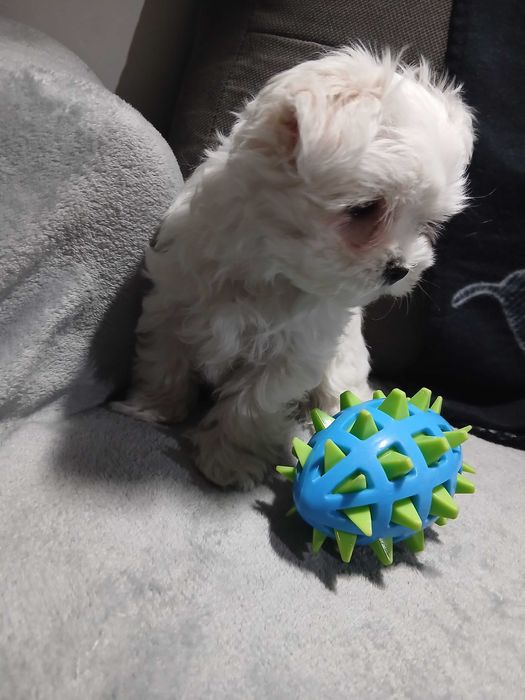 maltańczyk piękne pieski, suczka i piesek xs rodowód krótka kufa!