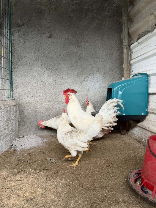 Ovos disponíveis das seguintes raças.