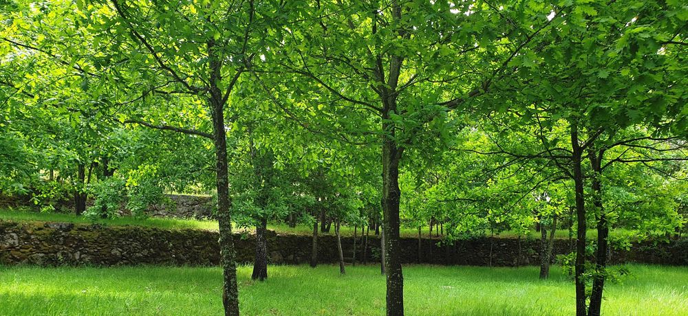 Seia - vendo/troco/permuto