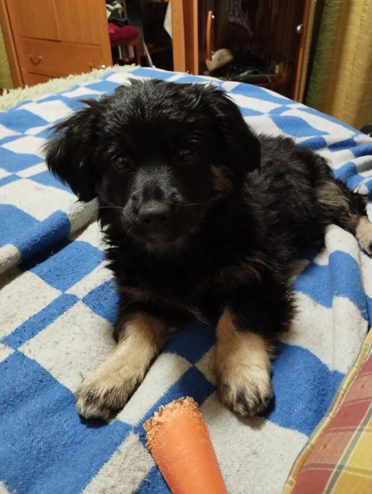 Милі собачки маленької породи.