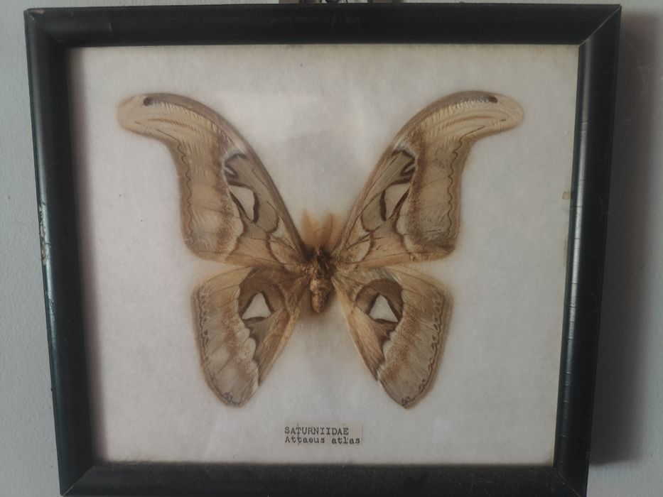 Motyl Saturniidae Attaeus atlas