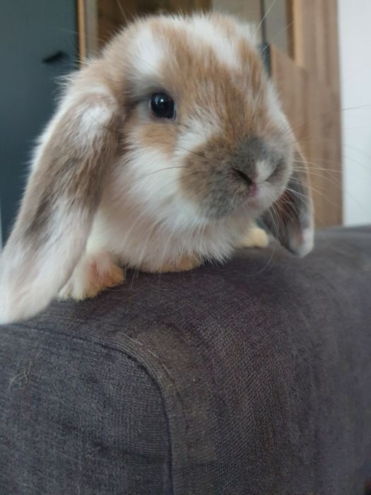 Kroliki baranek miniaturka  karzelek mini lop