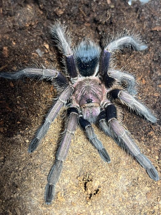 Phormictopus sp. dominican perple