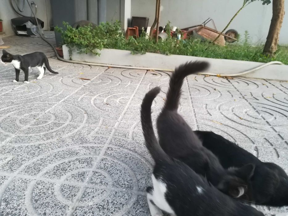 Gatinhos 4 meses - Adopção