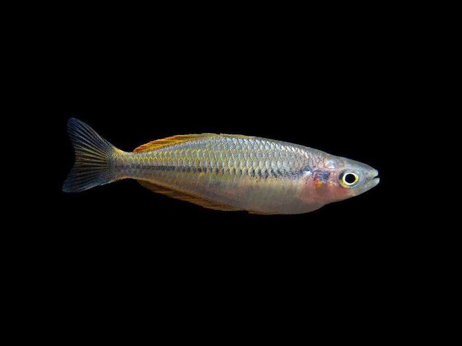 Tęczanka - Melanotaenia ajamaruensis - dowóz, wysyłka