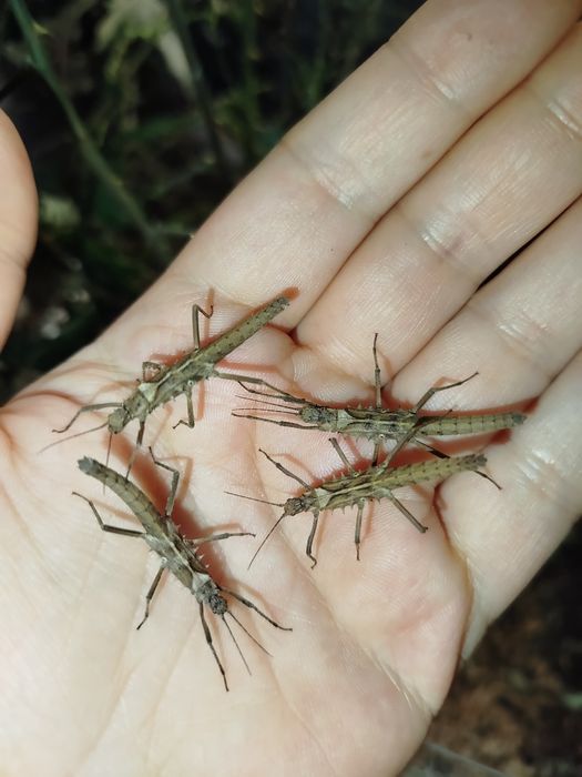 Палочник незвичайний  "Tisamenus sp Gagayan"