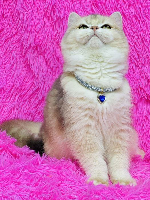 Британська золота шиншилла