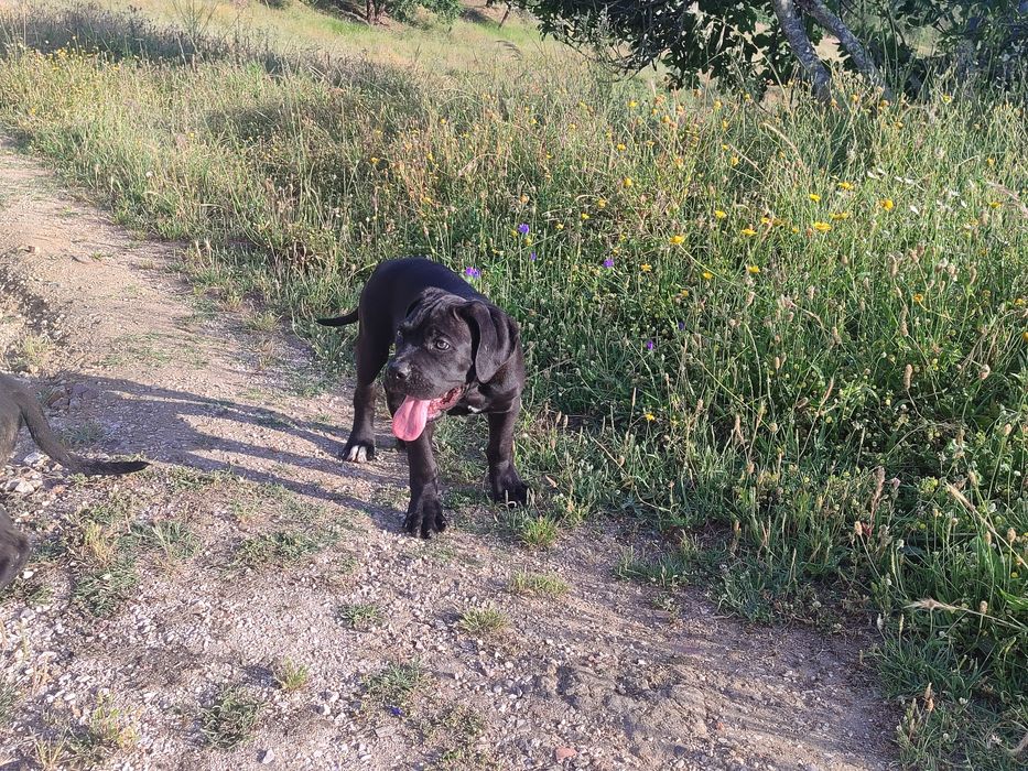 Cane Corso Italiano