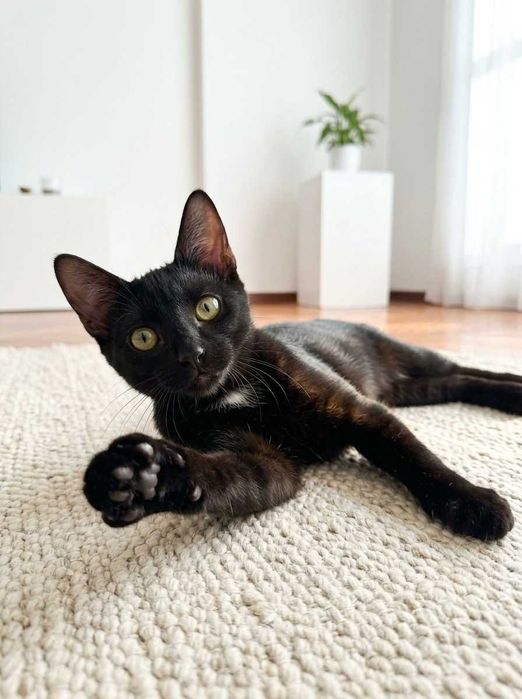 Setúbal / Margem Sul / Lisboa — VALTOR, gatinho para adoção