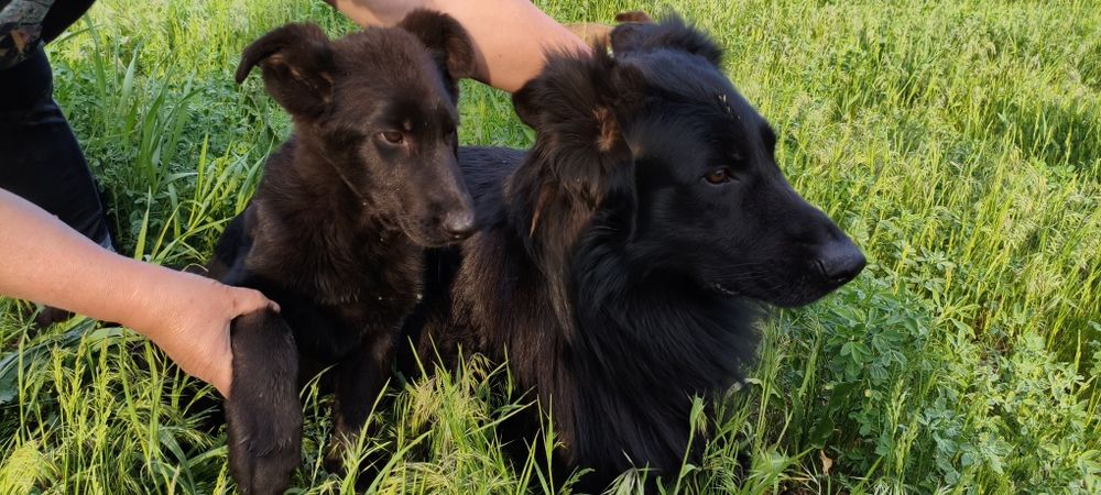 Цуценя німецької вівчарки.