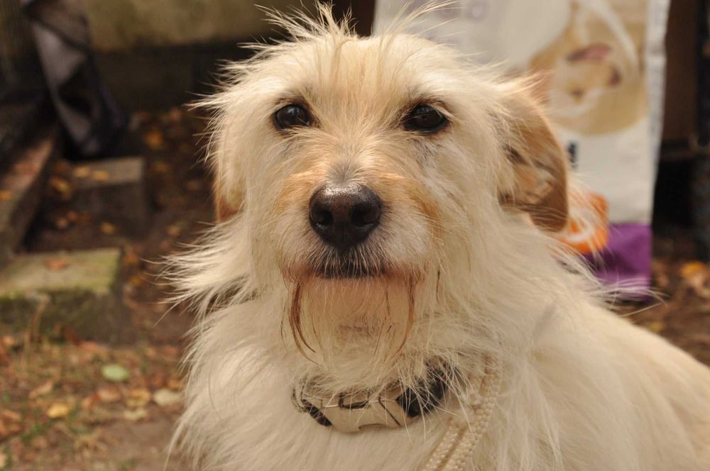 LOTTA - wyjątkowa suczka do adopcji