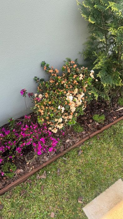 Azaleas grandess