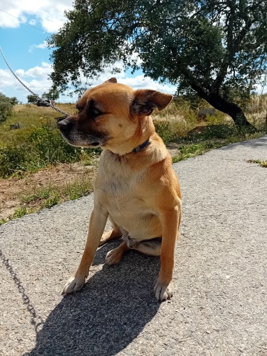 Podengo / Pincher