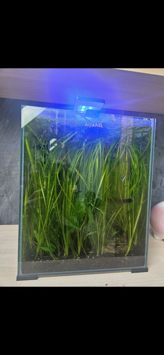 Aquael shrimp set 30 night and day