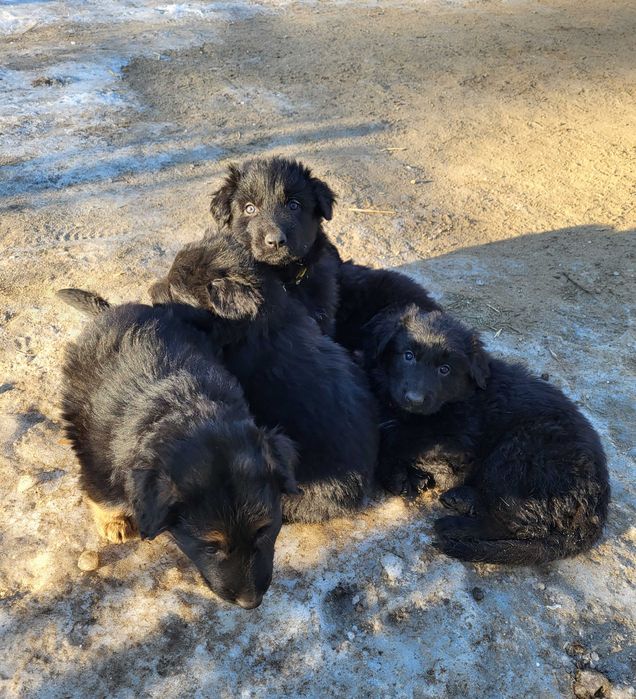 Szczeniak Owczarek niemiecki długowłosy