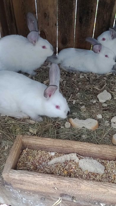 Різноманітність кролів