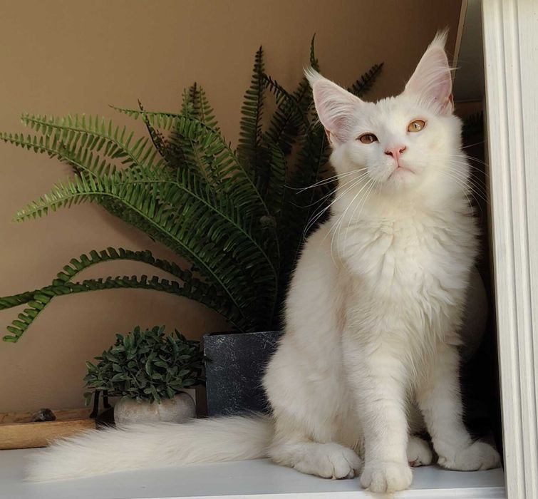 Kocurek Maine Coon High Silver, Chinchilla, Shell z rodowodem Fife
