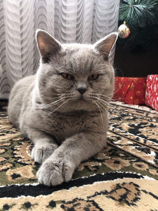 В‘язка шотландських котів