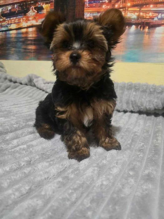 продам цуценят йоркширського  тер'єра