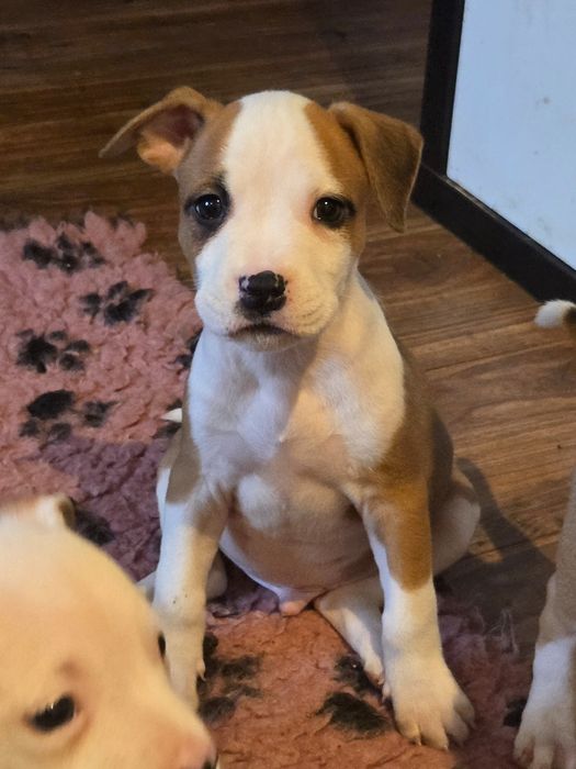 Wyjątkowy Samczyk American Staffordshire Terrier Amstaff ZKwP FCI