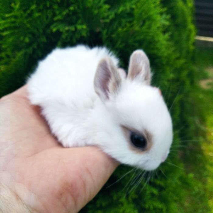 Декоративні кролики