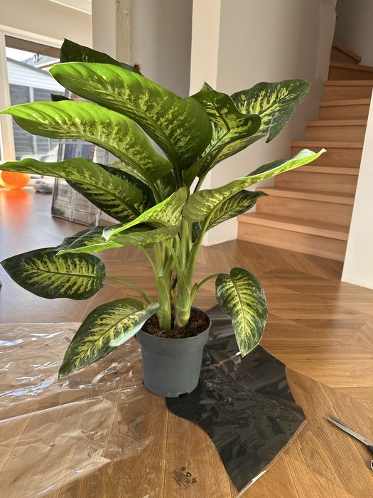 Sprzedam kwiat xxl Difenbachia