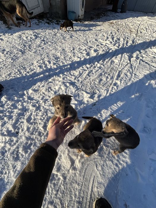 Собачки в хороші руки