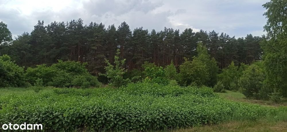 Toruń - dwie działki po ok 1250m2 z MPZP !!!