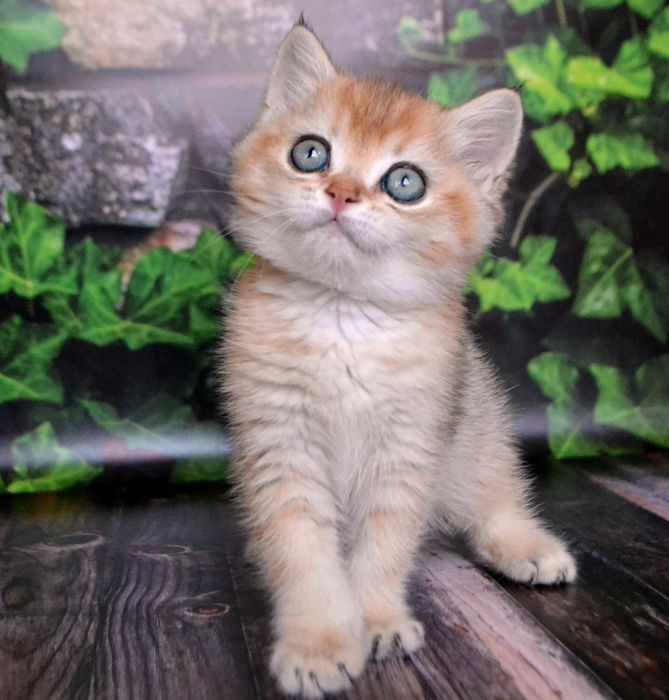Золотая шиншилла. Британский котик
