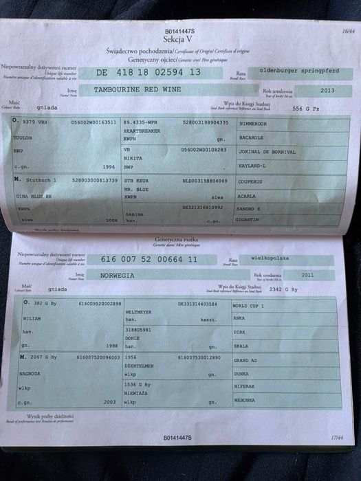 5-letnia wysoka klacz mały sport rekreacja