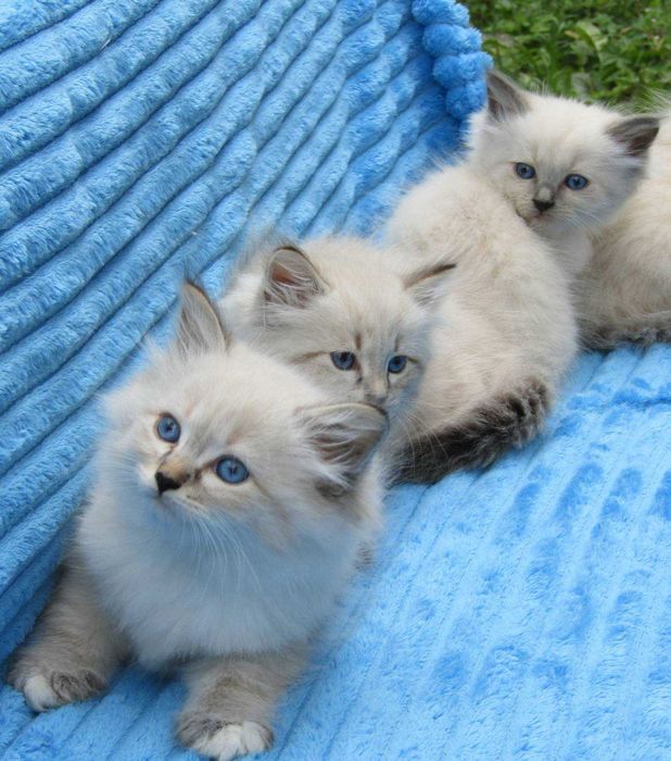 Очаровательный  невский маскарадный