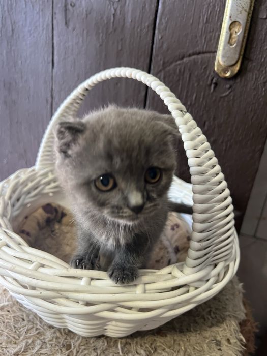 Кошенята весловухі