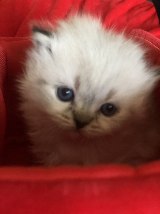 шотландские котята