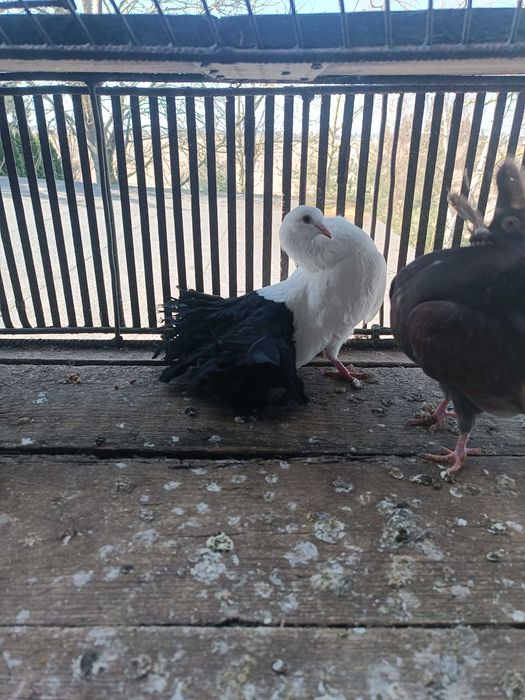 Sprzedam Pawiki tylko całość