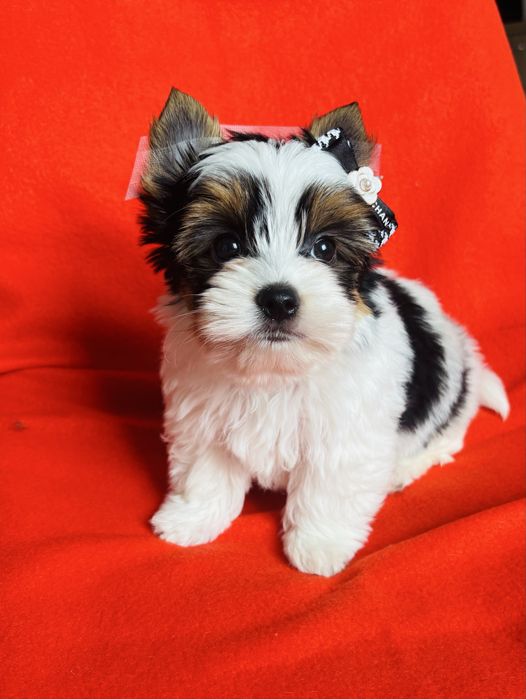 Yorkshire Terrier Biewer