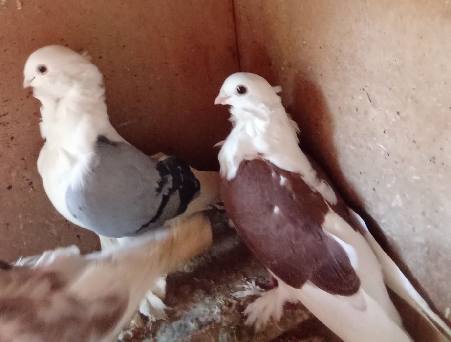 Mewki Mazowieckie tarczowe 3 szt