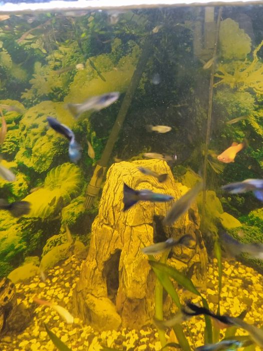 Риба акваріумна.