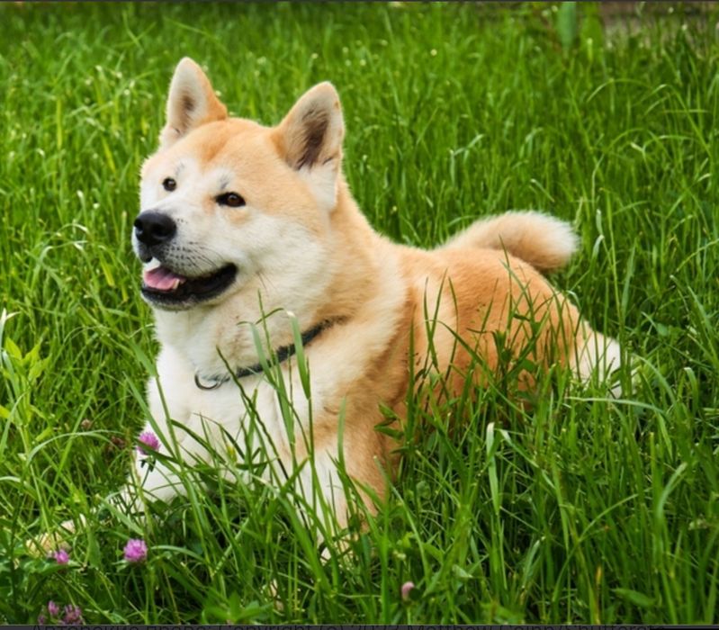 Выгуливаю собак)