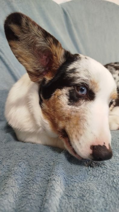 Welsh Corgi Cardigan FCI suczka Blue Merle