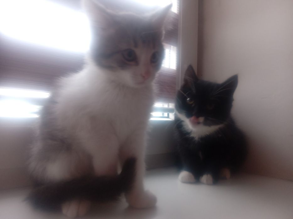 Домашні милі кішечки